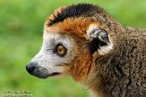 FPF01142197 kroonmaki / Eulemur coronatus