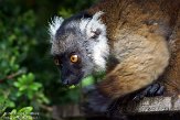 FPF01142219 moormaki / Eulemur macaco