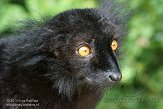 FPF01142226 moormaki / Eulemur macaco