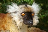 FPF01142242 moormaki / Eulemur macaco