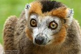 FPF01142250 kroonmaki / Eulemur coronatus