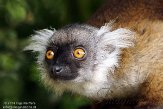 FPF01142266 moormaki / Eulemur macaco