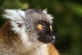 FPF01142268 moormaki / Eulemur macaco