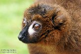 FPF01142273 roodbuikmaki / Eulemur rubriventer