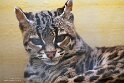 FPF01251534 margay / Leopardus wiedii