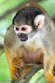 FTS01251829 Peruaans doodshoofdaapje / Saimiri boliviensis peruviensis