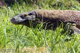 FZT01163941 komodovaraan / Varanus komodoensis