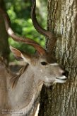 FZT01164004 grote koedoe / Tragelaphus strepsiceros