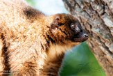 FVS01203892 roodbuikmaki / Eulemur rubriventer