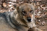 FZO01203944 Europese wolf / Canis lupus lupus