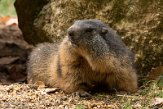 FZO01204058 alpenmarmot / Marmota marmota