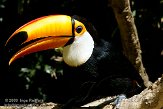 FLF01095852 reuzentoekan / Ramphastos toco