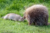 DEA01119216 zwartstaartprairiehond / Cynomys ludovicianus Noord-Amerikaans boomstekelvarken / Erethizon dorsatum