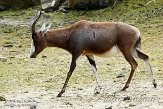 DEA01150929 blesbok / Damaliscus pygargus phillipsi