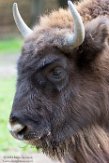 DBA01186689 wisent / Bison bonasus