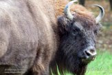 DBA01186698 wisent / Bison bonasus