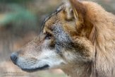 DBA01186749 Europese wolf / Canis lupus lupus