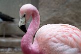 DZB013075 andesflamingo / Phoenicoparrus andinus