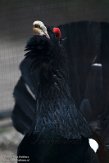DZB013104 auerhoen / Tetrao urogallus