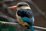 DZB013108 bruinkapijsvogel / Halcyon albiventris