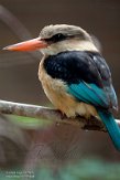 DZB013112 bruinkapijsvogel / Halcyon albiventris