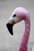 DZB013121 andesflamingo / Phoenicoparrus andinus