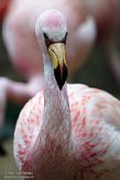 DZB013130 James' flamingo / Phoenicoparrus jamesi