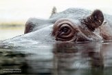 DZB013167 nijlpaard / Hippopotamus amphibius