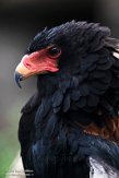 DZB013205 bateleur / Terathopius ecaudatus