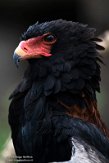 DZB013208 bateleur / Terathopius ecaudatus