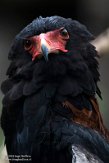 DZB013209 bateleur / Terathopius ecaudatus