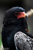 DZB013217 bateleur / Terathopius ecaudatus