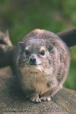 DBB0110A699 steppeklipdas / Heterohyrax brucei