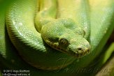 DFB01130269 groene boompython / Morelia viridis