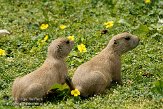 DTD01087630 zwartstaartprairiehond / Cynomys ludovicianus