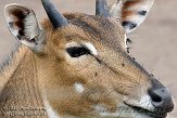 DZD01098318 nijlgau / Boselaphus tragocamelus