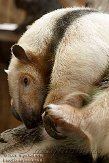 DZD01098446 zuidelijke tamandoea / Tamandua tetradactyla