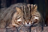 DZD01110074 Amoer tijgerkat / Prionailurus bengalensis euptilura