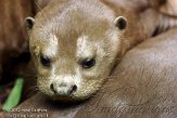 DZD01123504 reuzenotter / Pteronura brasiliensis