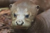 DZD01123509 reuzenotter / Pteronura brasiliensis