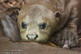 DZD01123513 reuzenotter / Pteronura brasiliensis