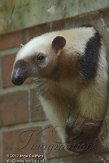 DZD01123531 zuidelijke tamandoea / Tamandua tetradactyla