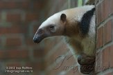 DZD01123536 zuidelijke tamandoea / Tamandua tetradactyla