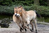 DGD01080134 przewalskipaard / Equus ferus przewalskii