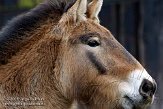 DGD01080154 przewalskipaard / Equus ferus przewalskii