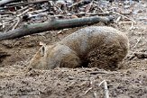 DGD01080167 wombat / Vombatus ursinus