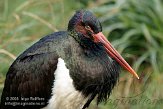 DGD01080174 zwarte ooievaar / Ciconia nigra