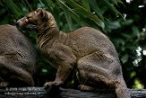 DGD01080206 fossa / Cryptoprocta ferox