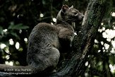 DGD01080238 fossa / Cryptoprocta ferox