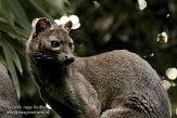 DGD01080253 fossa / Cryptoprocta ferox